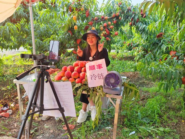 2天卖出3000单！瓮安800亩早熟黄桃“出山”又“出圈”
